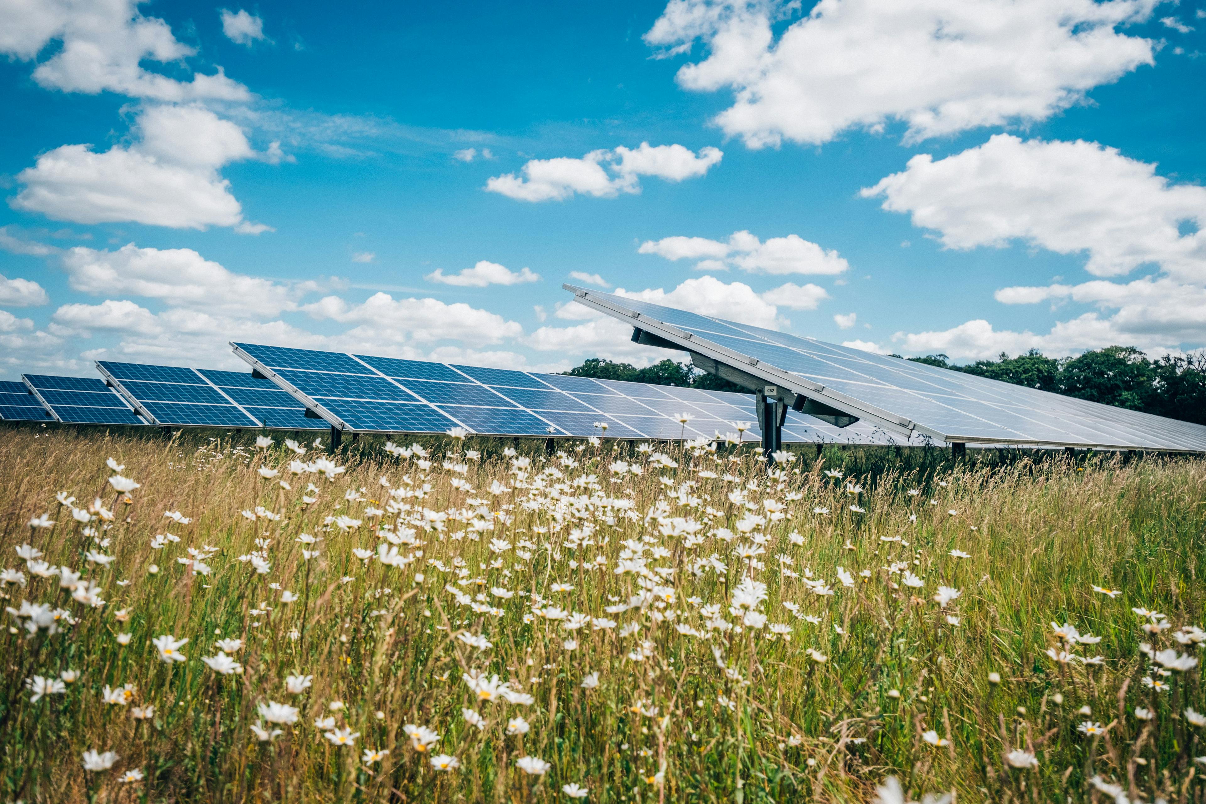 Solar panels with wild meadow